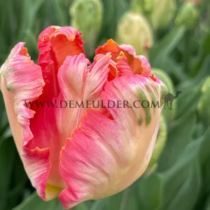 Tulipa Apricot Parrot 12/+ (x250)