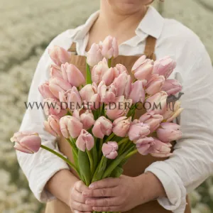 Tulipa Apricot Pride 12/+ (x250)