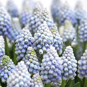 Muscari Auch. Ocean Magic, 8/+ (x250)