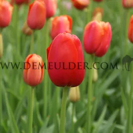 Tulipa Avignon 12/+ (x250)