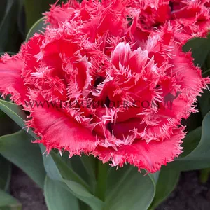 Tulipa Bendigo 11/+ (x250)