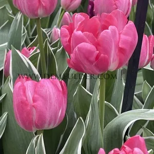 Tulipa Beth Hart 12/+ (x250)