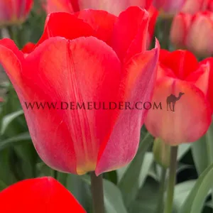 Tulipa Big Chief 12/+ (x250)
