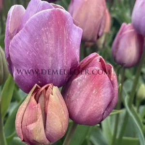 Tulipa Blue Heaven 12/+ (x250)