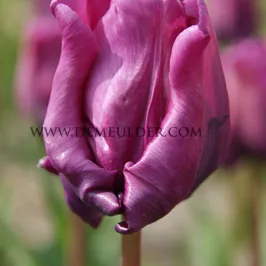 Tulipa Blue Parrot 12/+ (x250)