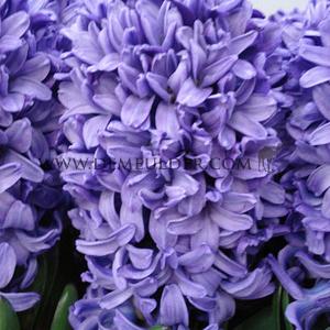 Hyacinthus Blue Star 17/18 (x100)