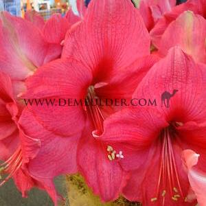 Amaryllis Bolero Peru 30/32 (x10)