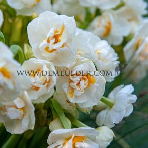 Narcissus Bridal Crown Double Z14/16 (x250)
