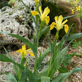 Iris Bucharica (x250)