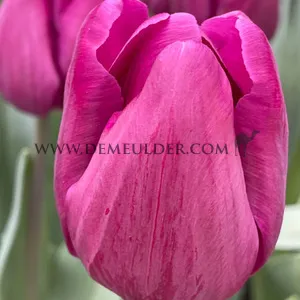 Tulipa Bullit 12/+ (x250)