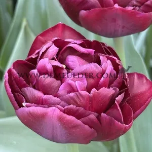 Tulipa Canyon 12/+ (x250)