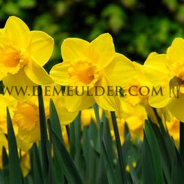 Narcissus Carlton 14/16 (x 125)