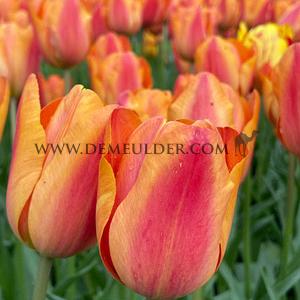 Tulipa Charade 12/+ (x250)