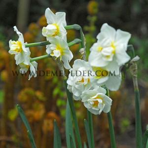 Narcissus Cheerfulness Double 14/16 (x250)