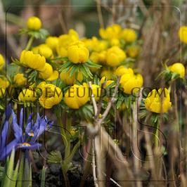 Eranthis Cilicica 4/+ (x250)