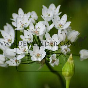 Allium Cowanii 4/+ (x250)