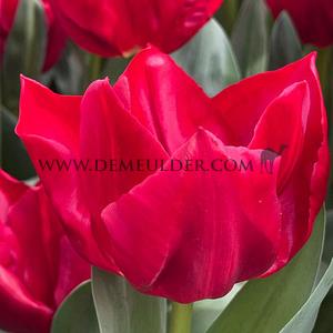 Tulipa Curry 12/+ (x250)
