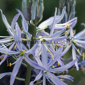 Camassia Cusickii 12/+ (x250)