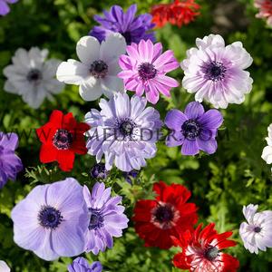 Anemone De Caen Mixed 7/8 (x250)