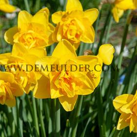 Narcissus Dick Wilden Double 14/16 (x250)