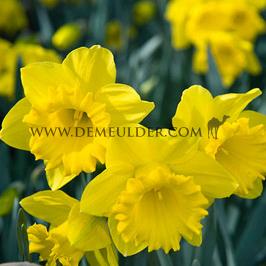 Narcissus Dutch Master Trumpet 14/16 (x250)