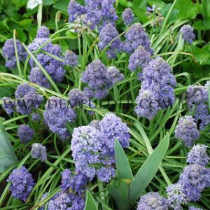 Muscari Fantasy Creation 9/+ (x250)