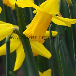 Narcissus February Gold Z12/14 (x 250)