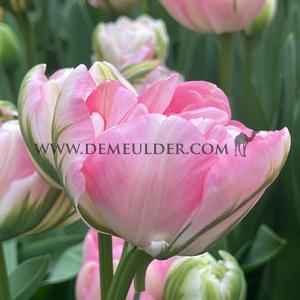 Tulipa Finola 12/+ (x250)