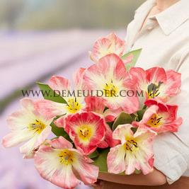Tulipa Flaming Purissima 12/+ (x250)