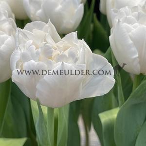 Tulipa Galileo 12/+ (x250)