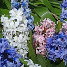 Hyacinthus Mixed 17/18 (x 100)