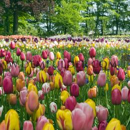 Tulipa Single Early Mixed 12/+ (x250)