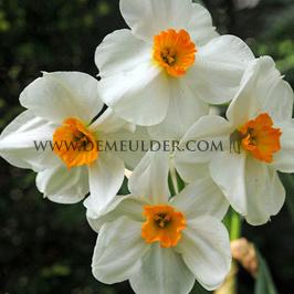 Narcissus Geranium Tazette 14/16 (x250)