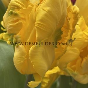 Tulipa Gold Race 12/+ (x250)