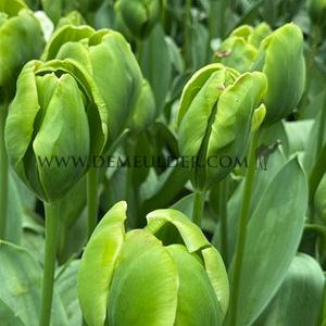 Tulipa Green Power 12/+ (x250)