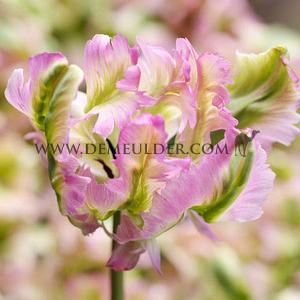 Tulipa Green Wave 12/+ (x250)
