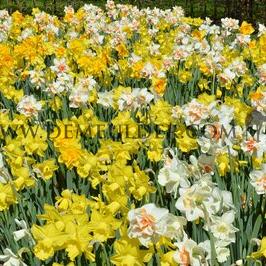 Narcissus Large Cupped Mixed 12/14 (x250)