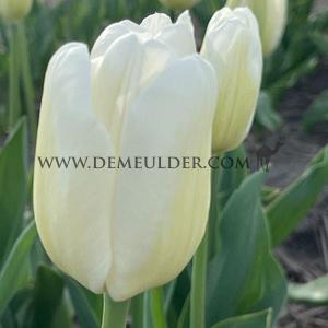 Tulipa Hakuun 12/+ (x250)