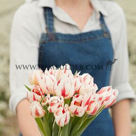Tulipa Happy Generation 12/+ (x250)
