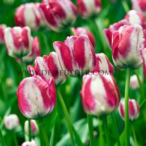 Tulipa Hot Pants 12/+ (x250)
