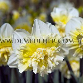 Narcissus Ice King, Double Group, 14/16 (x250)