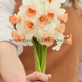 Narcissus Iwona Jonquilla And Apodanthus Z12/14 (x250)