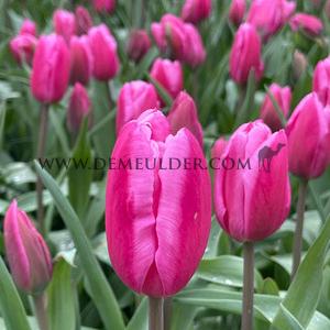 Tulipa Jumbo Pink 12/+ (x250)