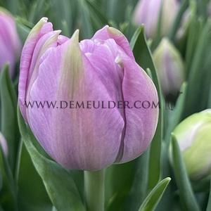 Tulipa Katinka 12/+ (x250)