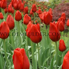 Tulipa Kingsblood 12/+ (x250)