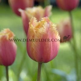 Tulipa Lambada 12/+ (x250)