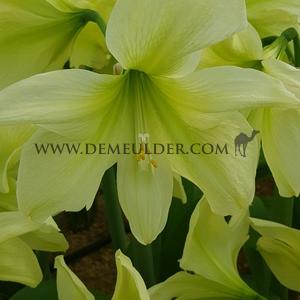 Amaryllis Lemon Star 30/32 (x10)