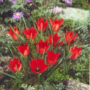Tulipa linifolia 4/+ (x250)