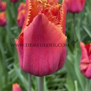 Tulipa Louvre Orange 12/+ (x250)