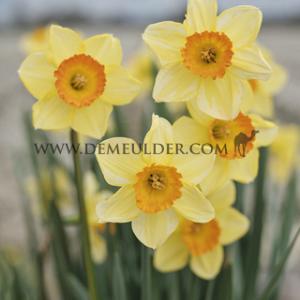 Narcissus Loveday Large cupped 14/16 (x250)